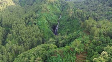 Curug Song Banyumas, Central Java, Endonezya 'nın insansız hava aracı görüntüsü, yemyeşil orman ve ağaçların ortasındaki bir tepenin üzerindeki Tejun suyu.