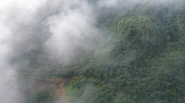 Ormanın ortasındaki toprak bir yol ve ağaçların üzerinde ince bir sabah sisi olan drone hava görüntüsü.