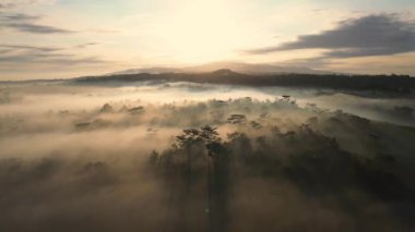 Kuş bakışı dramatik puslu gün doğumu Ağaçların arasından geçen güneş ışığı