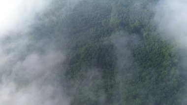 Sabahları ağaçların ve ormanın üzerinden geçen sislerin en üst görüntüsü.