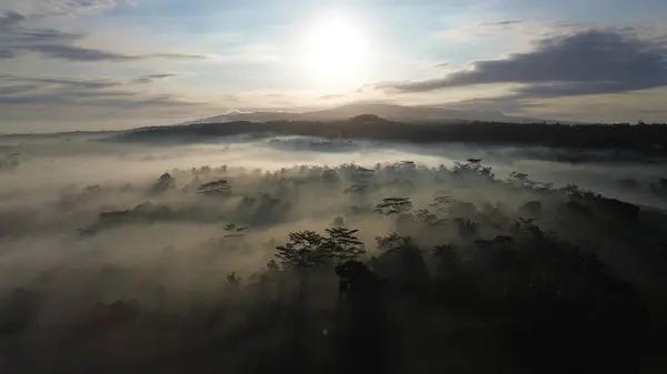 İnsansız hava aracı, ormanın ve ağaçların üzerinde uçarken altın saatinde gün doğumuyla ve arka planda sabah tepeleriyle...