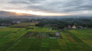 Pirinç tarlalarının ve kırsal alanların insansız hava aracı görüntüsü. Dağların arka planı, güneş doğuşu ve sabah bulutları.
