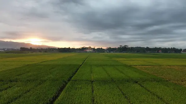 Pirinç tarlalarının ve kırsal alanların insansız hava aracı görüntüsü. Dağların arka planı, güneş doğuşu ve sabah bulutları.