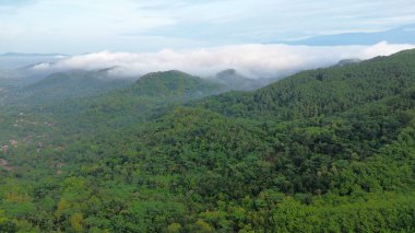 Tepelerin dramatik hava aracı manzarası sabah sisli yemyeşil ağaçlar ve sıra sıra dağlar.