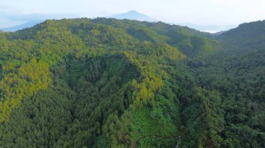 Tepelerin dramatik hava aracı manzarası sabah sisli yemyeşil ağaçlar ve sıra sıra dağlar.