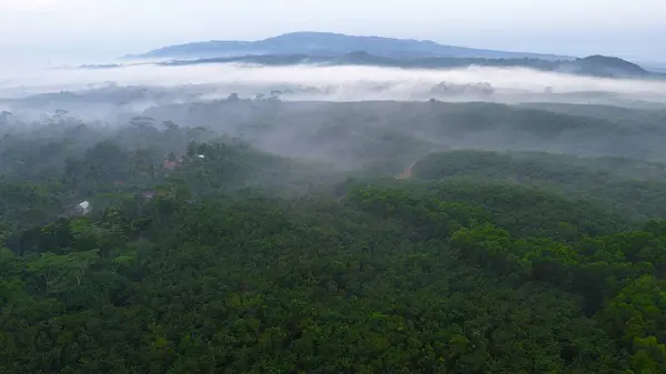 Tepelerin dramatik hava aracı manzarası sabah sisli yemyeşil ağaçlar ve sıra sıra dağlar.