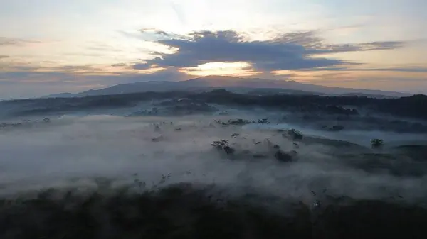 İnsansız hava aracı ağaçların üzerinden uçuyor. Güneş ışığı altında ağaçların arasından süzülüyor. Arka planda güneş doğuyor.