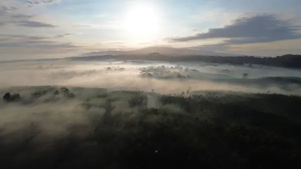 İnsansız hava aracı ağaçların üzerinden uçuyor. Güneş ışığı altında ağaçların arasından süzülüyor. Arka planda güneş doğuyor.