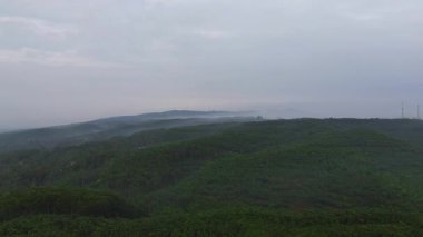 Sabahın altın saatinde, yumuşak güneş ışığı ve sabah sisiyle ormanın ve ağaçların drone görüntüsü.