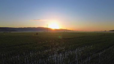 Sabahın altın saatinde, yumuşak güneş ışığı ve sabah sisiyle tarımsal pirinç tarlalarının drone görüntüsü