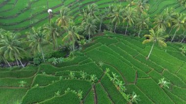 Tepelerin, yemyeşil ormanların ve ağaçların arka planında dağlar ve sabah sisi olan insansız hava aracı görüntüsü.