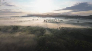 Sabahları ormanın üstündeki sisi ve ağaçların tepelik arkaplanını gösteren hava aracı görüntüsü.
