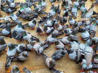 Mumbai, Hindistan 'da güneşli bir günde beslenen güvercin sürüsünün tepesinden.