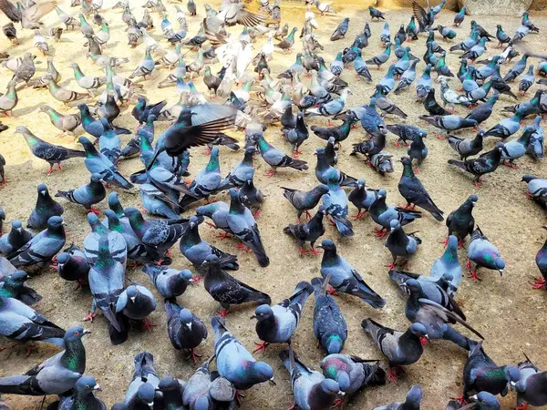 Mumbai, Hindistan 'da güneşli bir günde beslenen güvercin sürüsünün tepesinden.