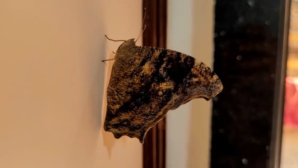 Zoom Shot Van Prachtige Vlinder Zittend Muur Veel Ruimte Voor — Stockvideo