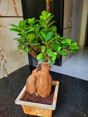 Ficus Ginseng bonsai ağacının dikdörtgen şeklinde, desenli yüzeyi olan küçük bir çömleğe yakın görüntüsü.