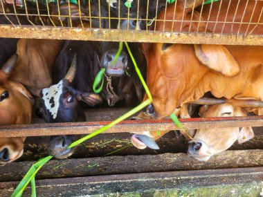 Çiftlikte otla beslenen bir grup inek..