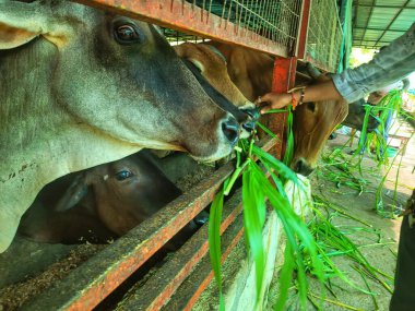 Çiftlikte otla beslenen bir grup inek..