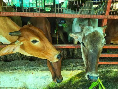 Çiftlikte otla beslenen bir grup inek..