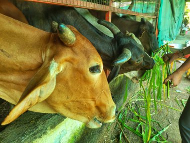 Çiftlikte otla beslenen bir grup inek..