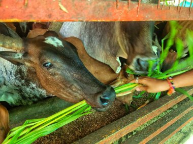 Çiftlikte otla beslenen bir grup inek..
