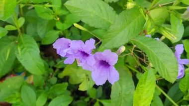 Canlı mor Ruellia simplex çiçeklerinin görüntüsünü büyüt. Bahçede ya da parkta açan, yemyeşil ve renkli yapraklarını sergiliyor..