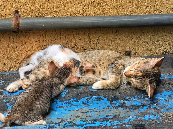 Sokak kedisi ve kedileri gündüz vakti sokakta uyuyorlar.