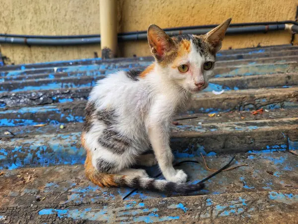 Dışarıda uyuyan sevimli kedi yavrusunun yakın çekimi.