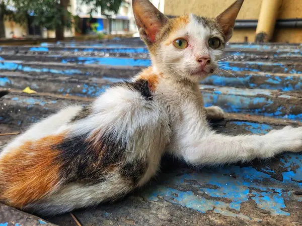 Dışarıda uyuyan sevimli kedi yavrusunun yakın çekimi.