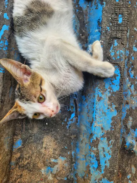 Dışarıda uyuyan sevimli kedi yavrusunun yakın çekimi.