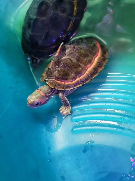 Kaplumbağanın, evcil hayvan olarak kullanılan mavi plastik bir konteynırda dinlenmesi..
