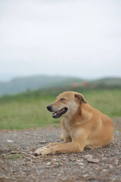 Kahverengi sokak köpeğinin yakın plan manzarası kırsal alanda gökyüzünün altında dinleniyor.