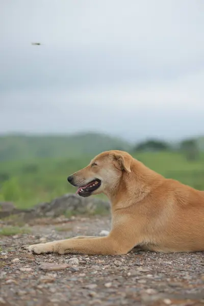Kahverengi sokak köpeğinin yakın plan manzarası kırsal alanda gökyüzünün altında dinleniyor.