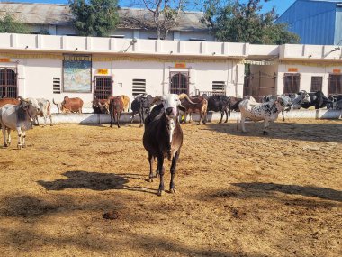 Çiftlikte otla beslenen bir grup inek..