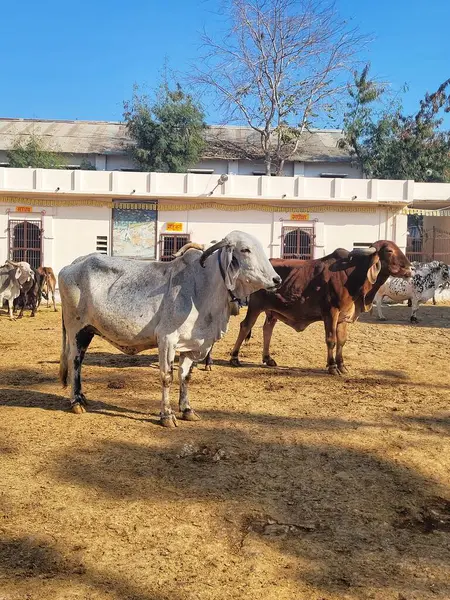 Çiftlikte otla beslenen bir grup inek..