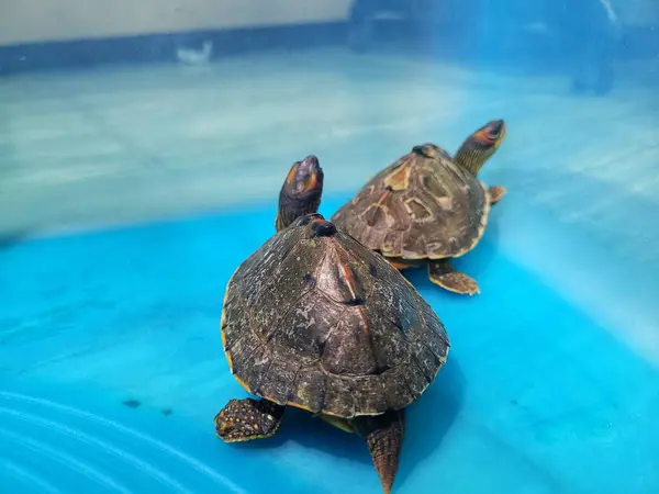 Kaplumbağanın, evcil hayvan olarak kullanılan mavi plastik bir konteynırda dinlenmesi..