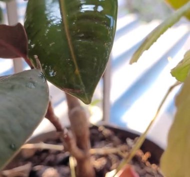 Bulanık Arkaplan 'a karşı Green Leaf' ten Yağmur Damlası Şelalesinin Kapanışı