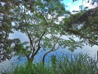 Doğanın Yeşil Sığınağı: Peten Itza Gölü, Peten, Guatemala, Guatemala kıyıları boyunca yeşil bitki örtüsü ve yükselen ağaçlar