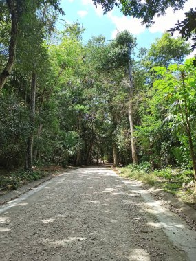 Bereketli Orman 'da Yolculuk: Tikal, Peten, Guatemala' nın Yeşil Yollarını Keşfetmek
