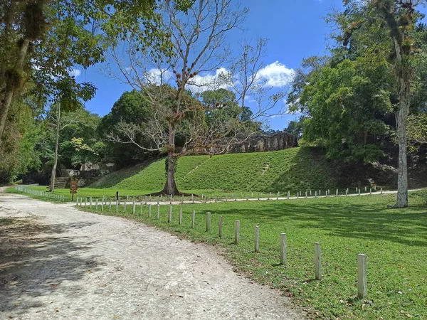 Path Grandeur Een Reis Met Bomen Naar Tikal Grand Plaza — Stockfoto