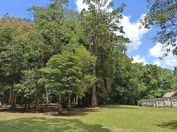 Sereniteit Zon Een Pittoresk Plaza Omlijst Door Zonovergoten Bomen Tikal — Stockfoto