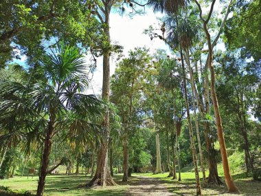 Sunlit Sırları: Guatemala, Peten 'de Tikal' in Selva 'sının Gizemleri Açılıyor