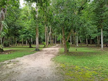 Jungle Path Surrounded by Vegetation in Tikal National Park, Peten, Guatemala clipart