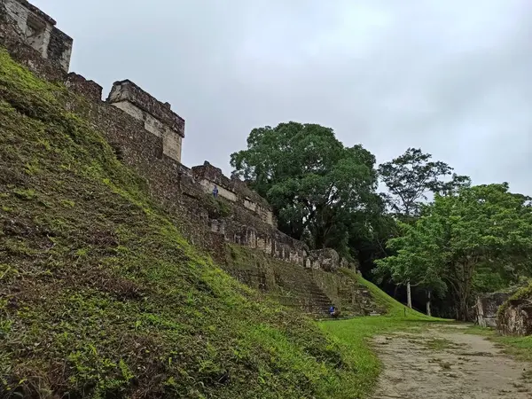 Tikal 'daki Antik Harabeler I' i çevreleyen Tapınak Bitki örtüsü, Peten, Guatemala