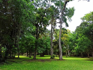 Tikal 'ın Ormanı, Peten, Guatemala' da Coşkulu Bitkiler Gelişiyor