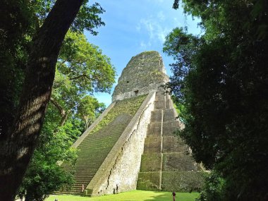 Antik Maya Piramidi Tikal, Peten, Guatemala 'da Ormanla çevrili