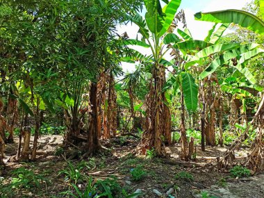 Güneşli bir günde yemyeşil sebzelerle çevrili muzlar.