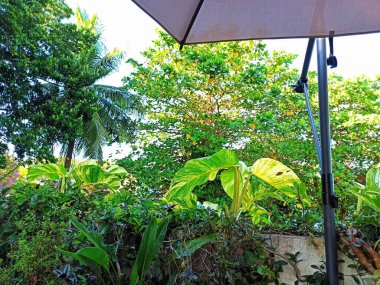 Bereketli bitkilerle çevrili canlı bir yaz bahçesi vahası.