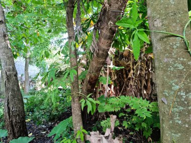 Forest Floor at the Base of Trees in the Jungle of Peten, Guatemala clipart