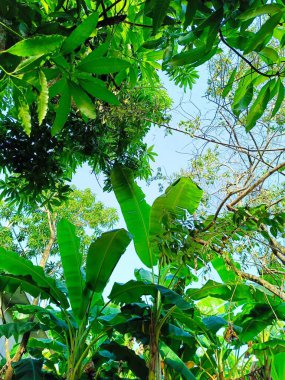 Muz ve Mango Doğal Işıkta Açık Mavi Gökyüzüne Karşı Yapraklar